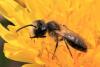 Andrena sp.